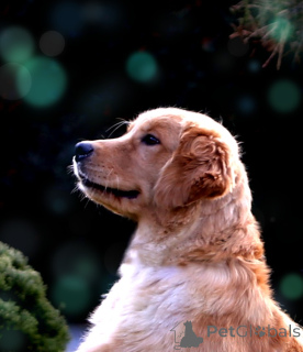 Zdjęcie №1. golden retriever - na sprzedaż w Łódź | 13394zł | Zapowiedź №62309