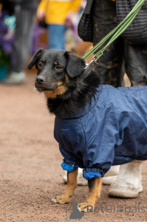 Zdjęcie №1.  - na sprzedaż w Petersburg | negocjowane | Zapowiedź №160576