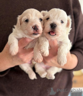 Zdjęcie №1. pies nierasowy - na sprzedaż w Bernkastel-Kues | negocjowane | Zapowiedź №166372