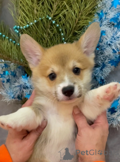 Zdjęcie №3. Szczeniaki Velsh Corgi Pembrok. Federacja Rosyjska