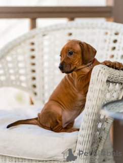 Dodatkowe zdjęcia: Szczenięta rasy Rhodesian Ridgeback