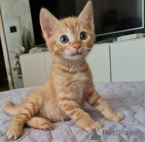 Zdjęcie №3. Kittens Tabby dostępne w sprzedaży. Finlandia