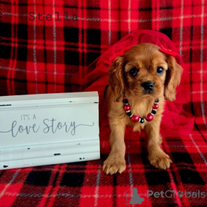 Zdjęcie №2 do zapowiedźy № 155577 na sprzedaż  cavalier king charles spaniel - wkupić się Austria hodowca