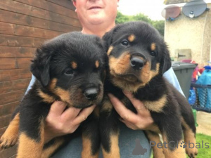 Zdjęcie №1. rottweiler - na sprzedaż w Krāslava | 2392zł | Zapowiedź №158982