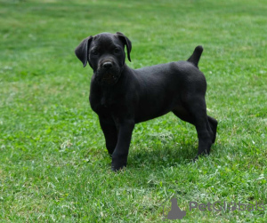 Dodatkowe zdjęcia: Mastif południowoafrykański Boerboel szczenięta