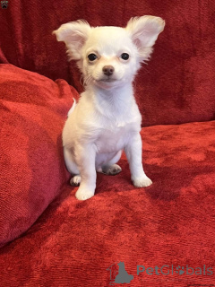 Zdjęcie №1. chihuahua (rasa psów) - na sprzedaż w Porvoo | 2296zł | Zapowiedź №136537