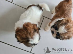 Zdjęcie №1. shih tzu - na sprzedaż w Degerdal | 1339zł | Zapowiedź №123491