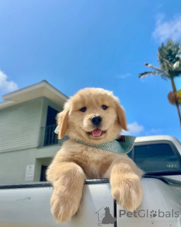 Zdjęcie №2 do zapowiedźy № 157842 na sprzedaż  golden retriever - wkupić się Holandia prywatne ogłoszenie