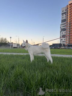 Zdjęcie №3. Szczenięta Akita Inu. Białoruś