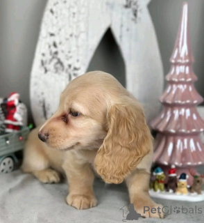 Zdjęcie №4. Sprzedam pies nierasowy w Ohio. hodowca - cena - negocjowane