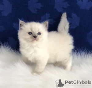 Zdjęcie №3. Chatons Ragdoll jest gotowy do ponownego połączenia z nową rodziną.. Francja