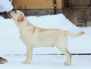 Zdjęcie №3. Labrador chłopiec na pokaz. Federacja Rosyjska