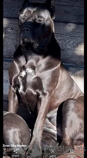 Dodatkowe zdjęcia: Szczenięta Cane Corso