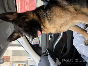 Zdjęcie №4. Sprzedam owczarek niemiecki w Bruksela. prywatne ogłoszenie, hodowca - cena - 21526zł