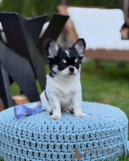 Zdjęcie №2 do zapowiedźy № 152581 na sprzedaż  chihuahua (rasa psów) - wkupić się Niemcy prywatne ogłoszenie