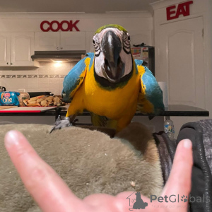 Zdjęcie №3. szukamy dobrego i troskliwego domu dla naszych papug. przenosimy je ze względu. Niemcy