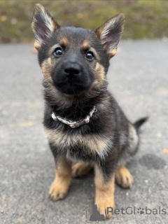 Zdjęcie №2 do zapowiedźy № 157400 na sprzedaż  owczarek niemiecki - wkupić się Niemcy hodowca