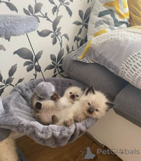 Zdjęcie №1. ragdoll - na sprzedaż w Feniks | 2317zł | Zapowiedź № 161379