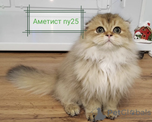 Zdjęcie №3. Sprzedam z przeznaczeniem do hodowli lub zwierząt domowych Kot szkocki. Białoruś