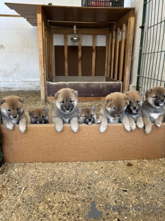 Zdjęcie №1. shiba - na sprzedaż w Zrenjanin | 3348zł | Zapowiedź №151756