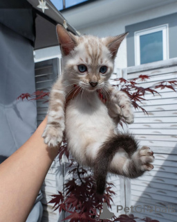 Zdjęcie №1. kot bengalski - na sprzedaż w Lizbona | negocjowane | Zapowiedź № 155706