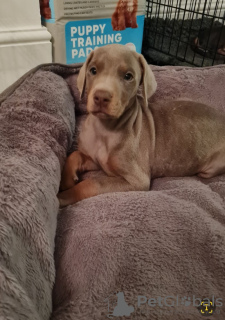 Zdjęcie №1. doberman - na sprzedaż w Vilvoorde | 2009zł | Zapowiedź №131482