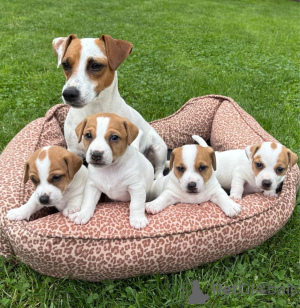 Zdjęcie №1. jack russell terrier - na sprzedaż w Berlin | negocjowane | Zapowiedź №157579