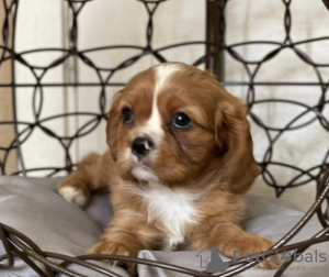 Zdjęcie №1. cavalier king charles spaniel - na sprzedaż w Geel | 1674zł | Zapowiedź №96203