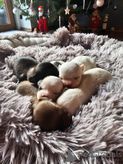 Zdjęcie №3. Chihuahua szczenięta długowłose FCI. Polska