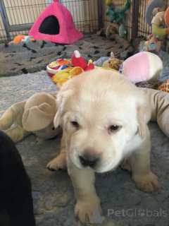 Zdjęcie №2 do zapowiedźy № 161290 na sprzedaż  golden retriever, labrador retriever - wkupić się Niemcy hodowca