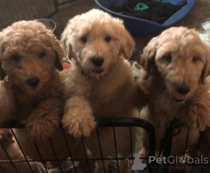 Zdjęcie №3. Mini Goldendoodle F1B. Francja