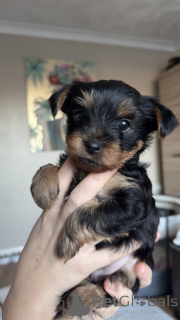 Zdjęcie №2 do zapowiedźy № 135205 na sprzedaż  yorkshire terrier - wkupić się Włochy hodowca