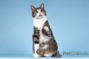 Zdjęcie №4. Sprzedam  w Chimki. ze schronu - cena - Bezpłatny