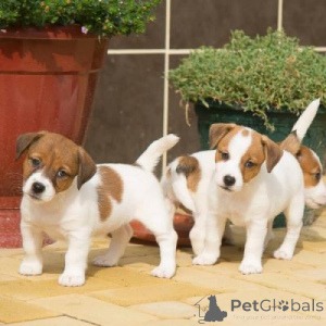 Zdjęcie №1. jack russell terrier - na sprzedaż w Fagervik | negocjowane | Zapowiedź №135224