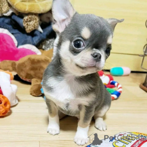 Zdjęcie №1. chihuahua (rasa psów) - na sprzedaż w Odensa | negocjowane | Zapowiedź №169968