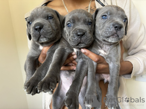 Zdjęcie №1. cane corso - na sprzedaż w Hellanmaa | negocjowane | Zapowiedź №162111