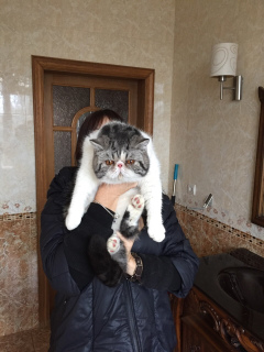 Zdjęcie №1. kot egzotyczny - na sprzedaż w Sewastopol | 3080zł | Zapowiedź № 3380
