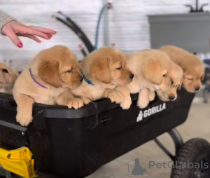 Zdjęcie №1. labrador retriever - na sprzedaż w Korek | 3348zł | Zapowiedź №163111