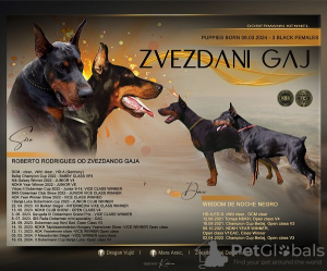 Zdjęcie №1. doberman - na sprzedaż w Belgrad | Bezpłatny | Zapowiedź №109198