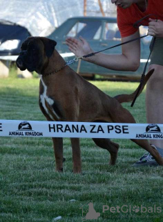 Zdjęcie №3. Niemiecki bokser, młody pies. Serbia