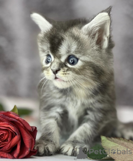 Zdjęcie №1. maine coon - na sprzedaż w Baden-Baden | 2631zł | Zapowiedź № 163453