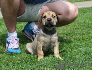 Zdjęcie №2 do zapowiedźy № 115489 na sprzedaż  boerboel - wkupić się Serbia hodowca