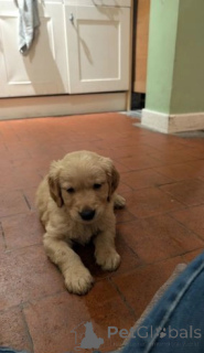 Zdjęcie №1. golden retriever - na sprzedaż w Corby | negocjowane | Zapowiedź №176157