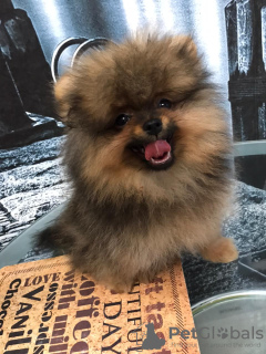 Zdjęcie №2 do zapowiedźy № 8973 na sprzedaż  szpic miniaturowy - wkupić się Federacja Rosyjska prywatne ogłoszenie