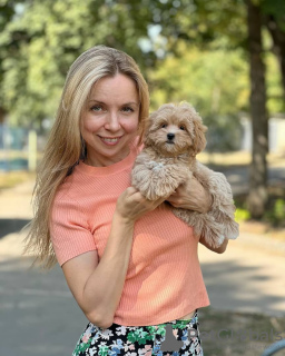 Dodatkowe zdjęcia: maltipoo