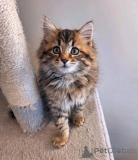 Zdjęcie №2 do zapowiedźy № 150763 na sprzedaż  maine coon - wkupić się Niemcy ze schronu, hodowca