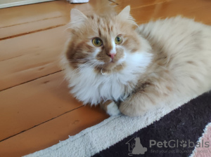 Zdjęcie №4. Sprzedam  w Mińsk.  - cena - Bezpłatny