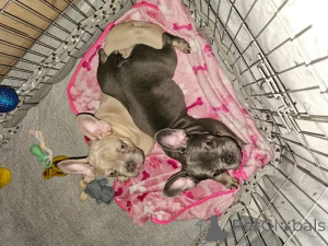 Zdjęcie №3. Francuskie szczenięta buldoga. Szwajcaria