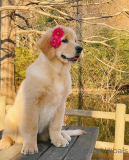 Zdjęcie №1.  - na sprzedaż w Zły Zurzach | 2317zł | Zapowiedź №161161