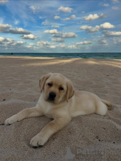 Zdjęcie №1. labrador retriever - na sprzedaż w Alavus | 2410zł | Zapowiedź №164564